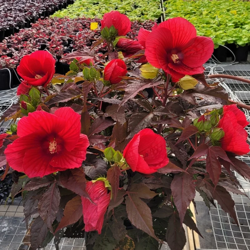 Hibiscus MoonShadow™ 'Morello' – Ketmie MoonShadow™ 'Morello'
