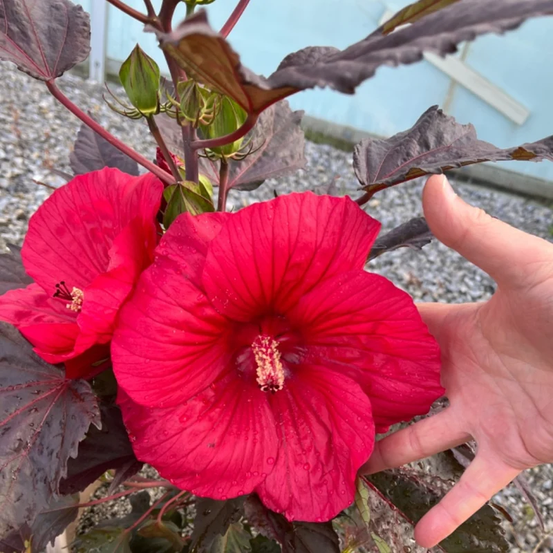 Hibiscus MoonShadow™ 'Morello' – Ketmie MoonShadow™ 'Morello'
