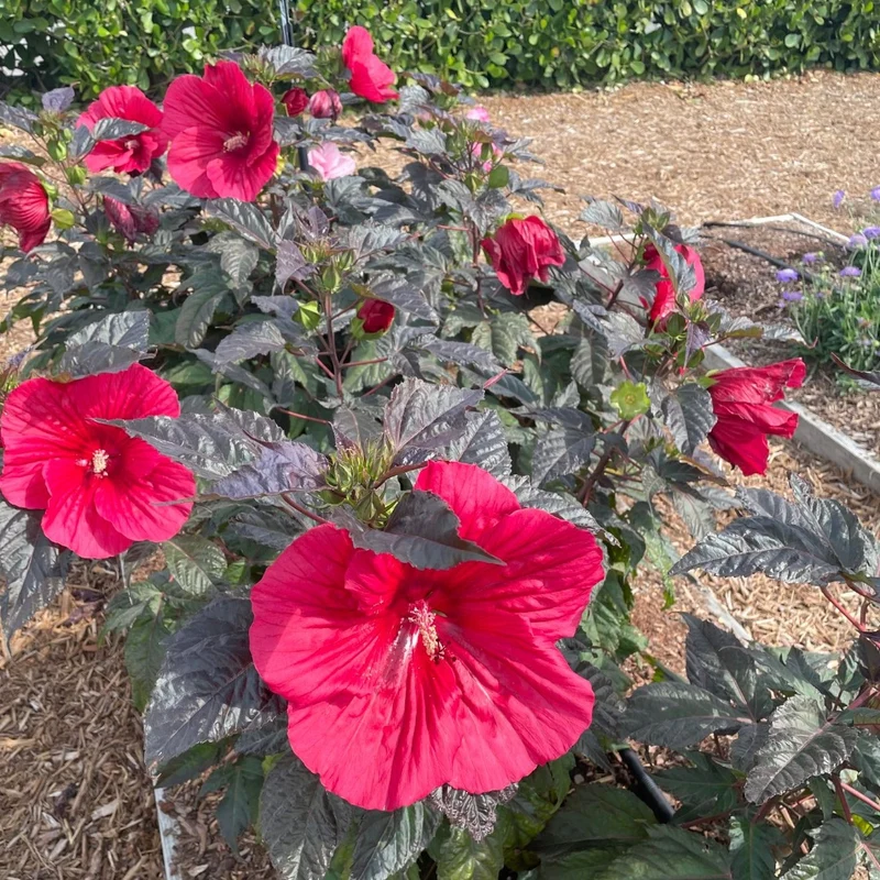 Hibiscus MoonShadow™ 'Morello' – Ketmie MoonShadow™ 'Morello'
