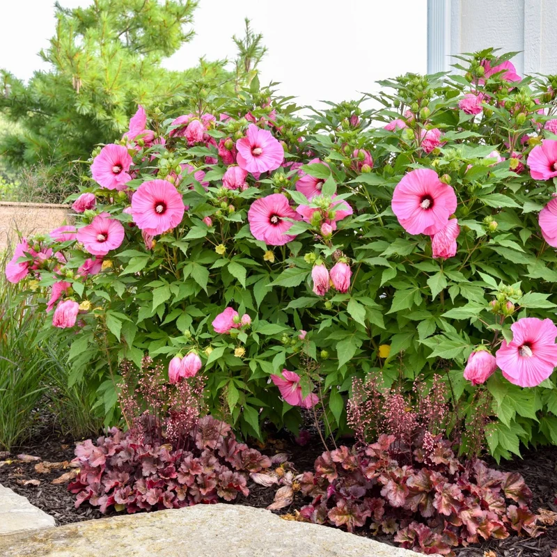 Hibiscus moscheutos 'Summerific® 'Candy Crush' – Ketmie des marais 'Candy Crush'