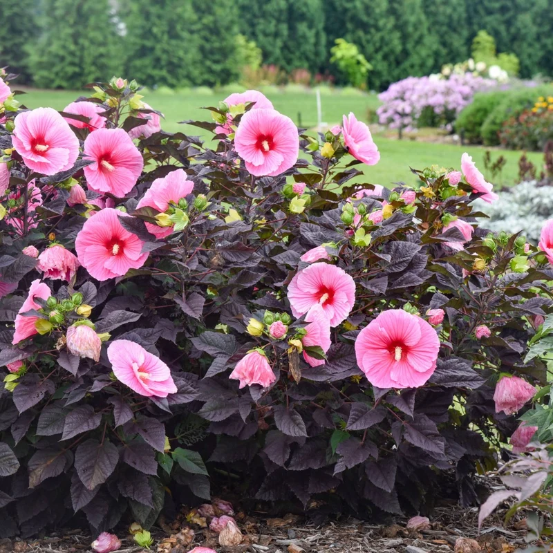 Hibiscus moscheutos Summerific® 'Edge of Night' – Ketmie des marais Summerific® 'Edge of Night'