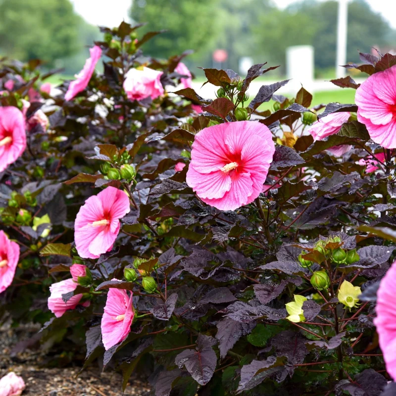 Hibiscus moscheutos Summerific® 'Edge of Night' – Ketmie des marais Summerific® 'Edge of Night'
