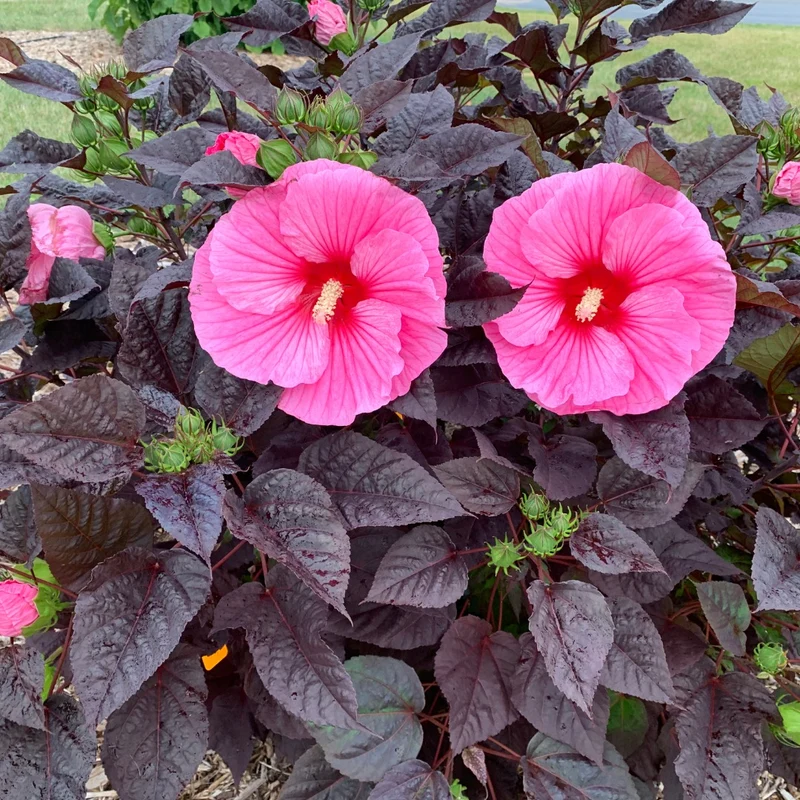 Hibiscus moscheutos Summerific® 'Edge of Night' – Ketmie des marais Summerific® 'Edge of Night'