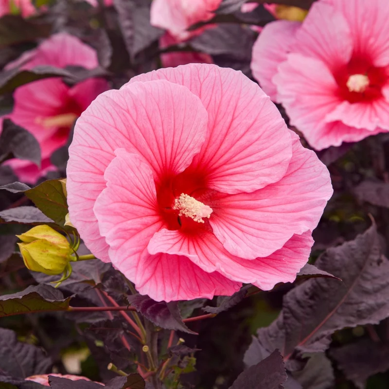 Hibiscus moscheutos Summerific® 'Edge of Night' – Ketmie des marais Summerific® 'Edge of Night'