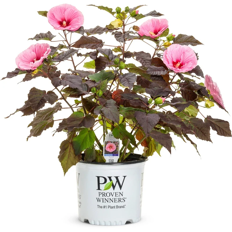 Hibiscus moscheutos Summerific® 'Edge of Night' – Ketmie des marais Summerific® 'Edge of Night'