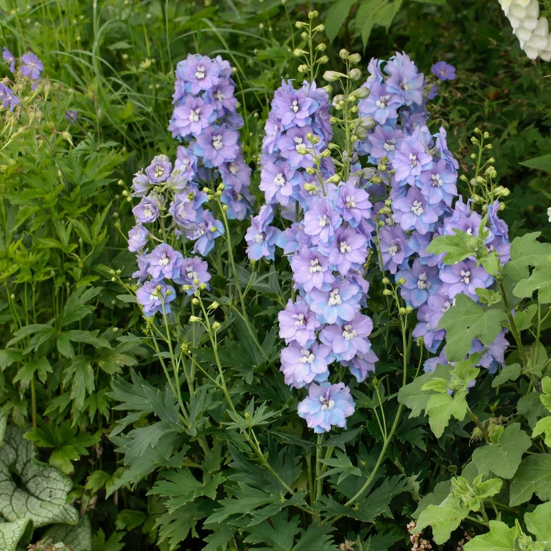 Delphinium 'Delgenius Shelby' – Pied-d'alouette 'Delgenius Shelby'