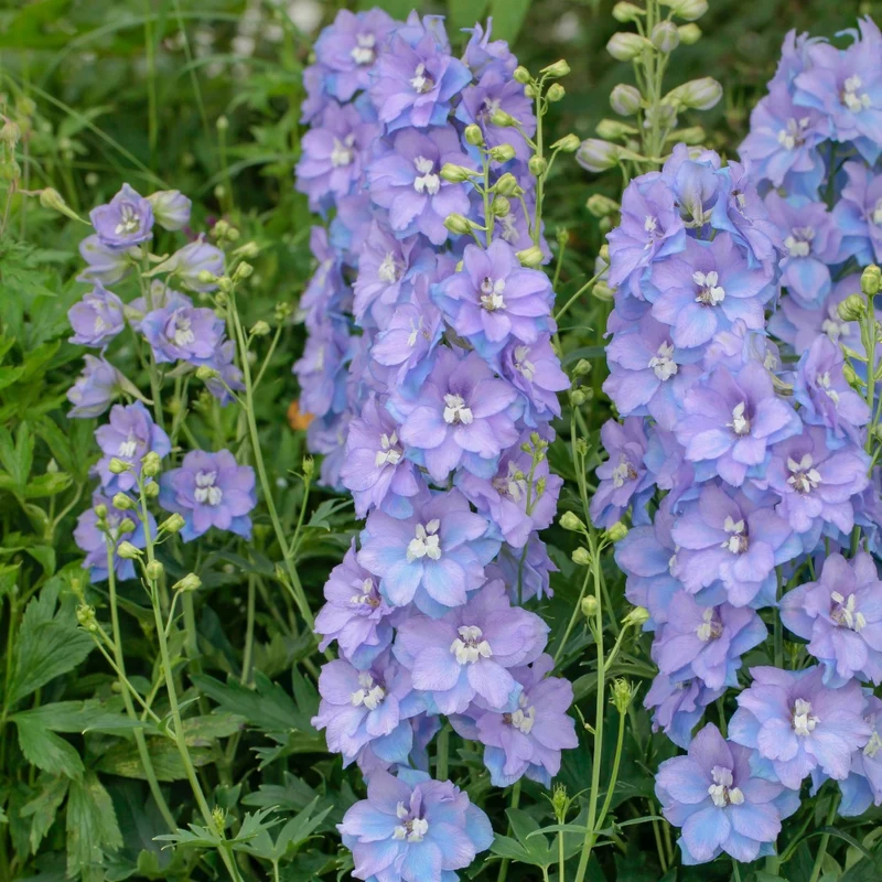 Delphinium 'Delgenius Shelby' – Pied-d'alouette 'Delgenius Shelby'