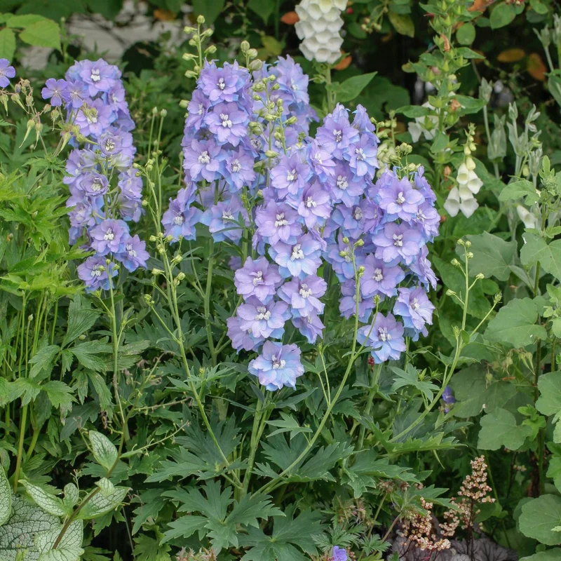 Delphinium 'Delgenius Shelby' – Pied-d'alouette 'Delgenius Shelby'