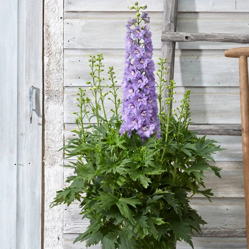 Delphinium 'Delgenius Shelby' – Pied-d'alouette 'Delgenius Shelby'
