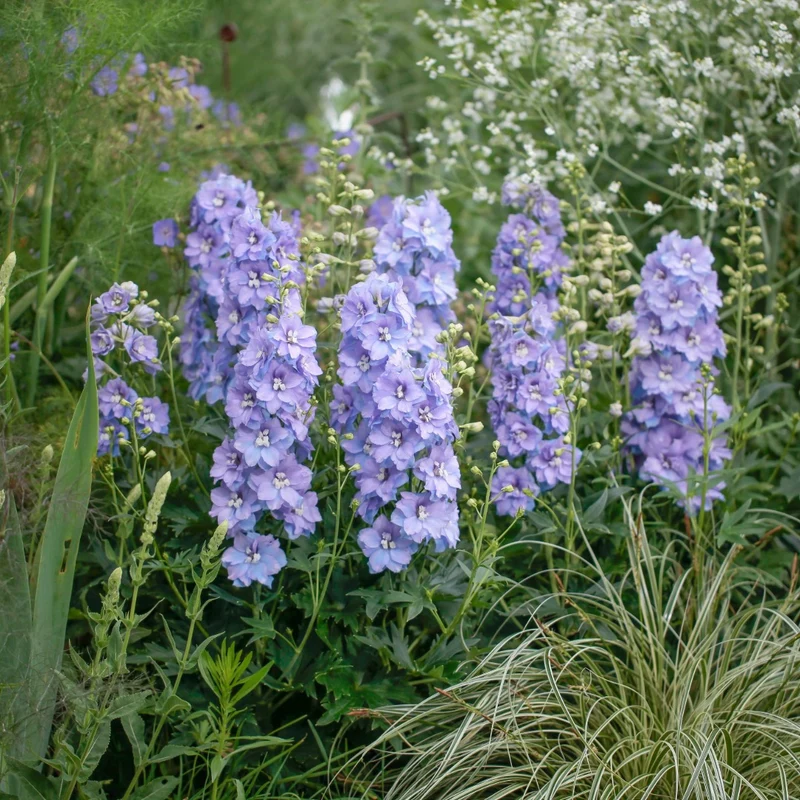 Delphinium 'Delgenius Shelby' – Pied-d'alouette 'Delgenius Shelby'