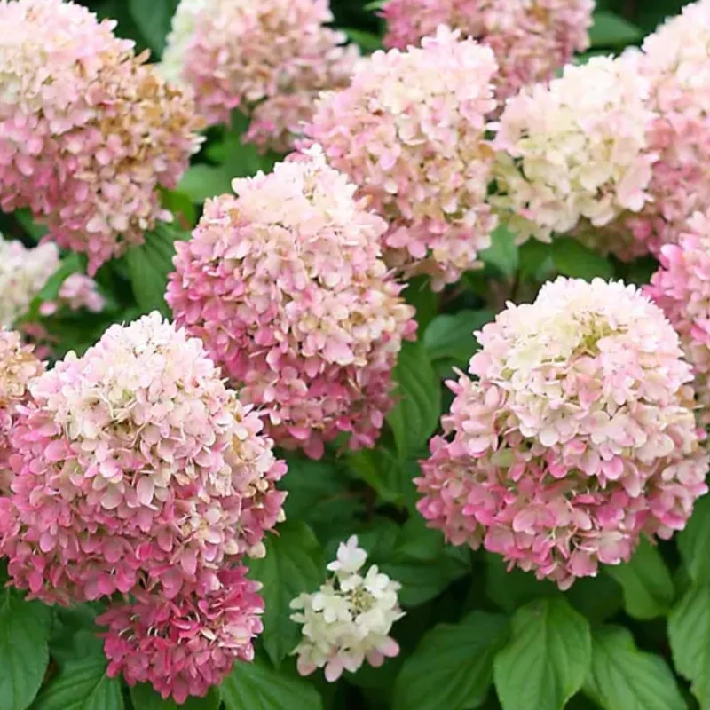 Hydrangea paniculata 'Pillow Talk' – Hydrangée paniculée 'Pillow Talk'