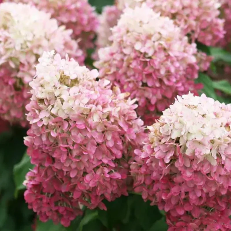 Hydrangea paniculata 'Pillow Talk' – Hydrangée paniculée 'Pillow Talk'