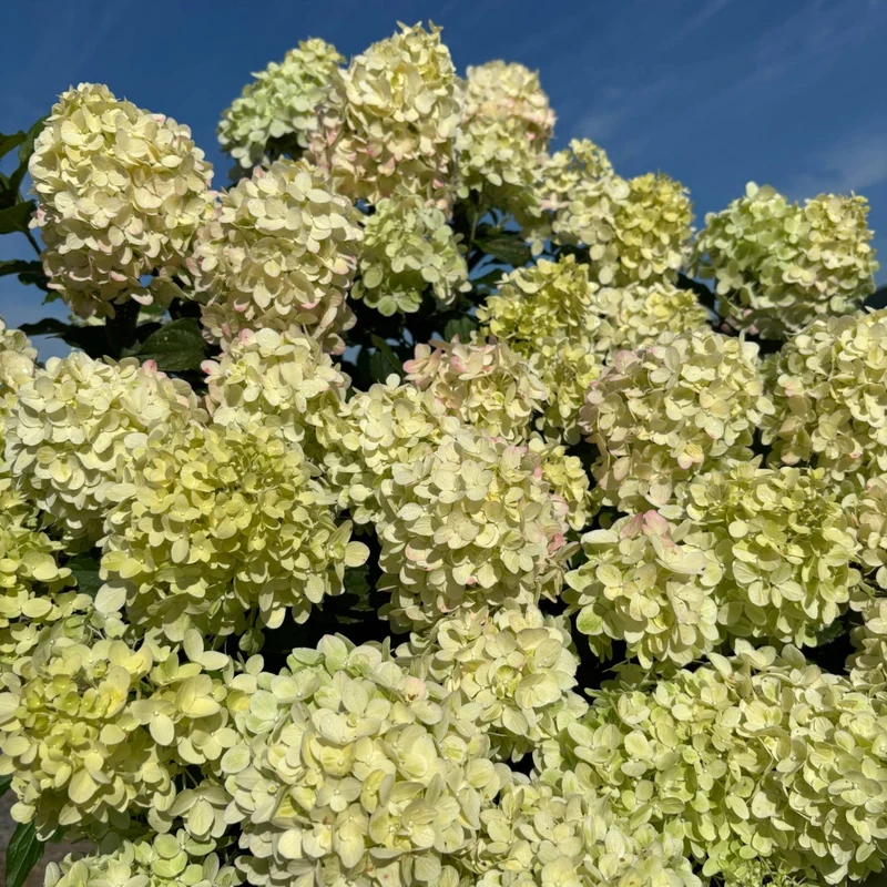Hydrangea paniculata 'Pillow Talk' – Hydrangée paniculée 'Pillow Talk'