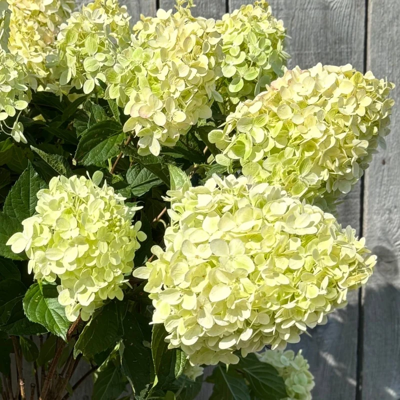 Hydrangea paniculata 'Pillow Talk' – Hydrangée paniculée 'Pillow Talk'