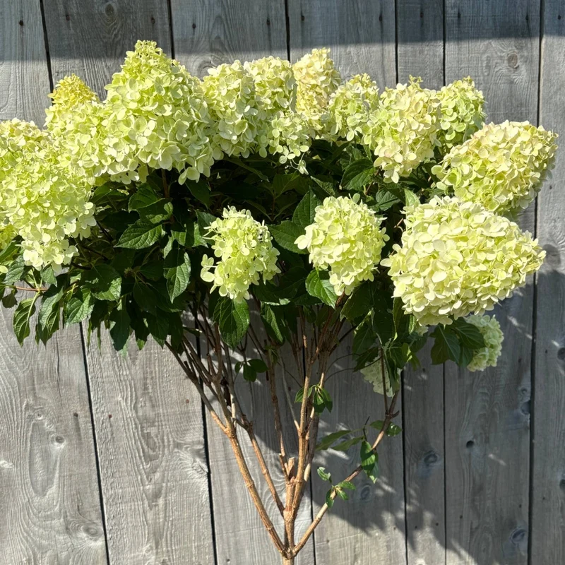 Hydrangea paniculata 'Pillow Talk' – Hydrangée paniculée 'Pillow Talk'