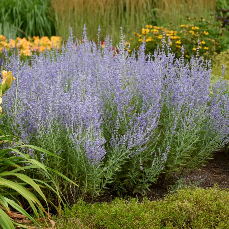 Perovskia atriplicifolia 'Blue Jean Baby' – Sauge russe 'Blue Jean Baby'