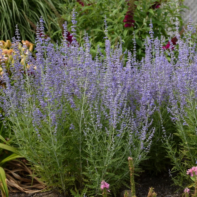 Perovskia atriplicifolia 'Blue Jean Baby' – Sauge russe 'Blue Jean Baby'