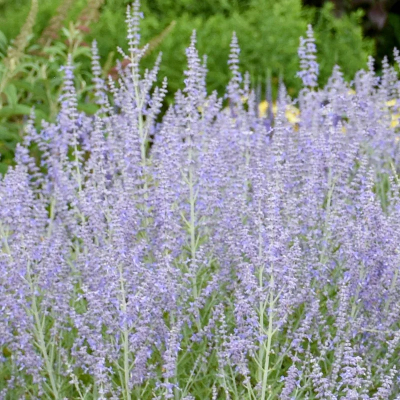 Perovskia atriplicifolia 'Blue Jean Baby' – Sauge russe 'Blue Jean Baby'