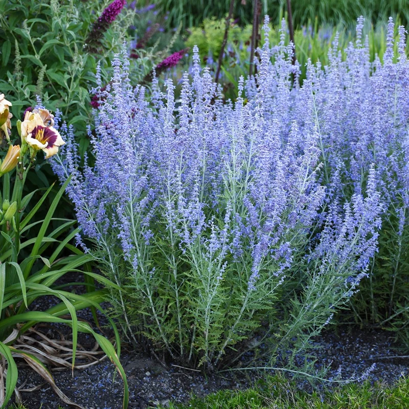 Perovskia atriplicifolia 'Blue Jean Baby' – Sauge russe 'Blue Jean Baby'