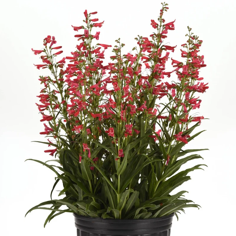 Penstemon Summit Sweets™ Ruby – Pénstémon Summit Sweets™ Ruby