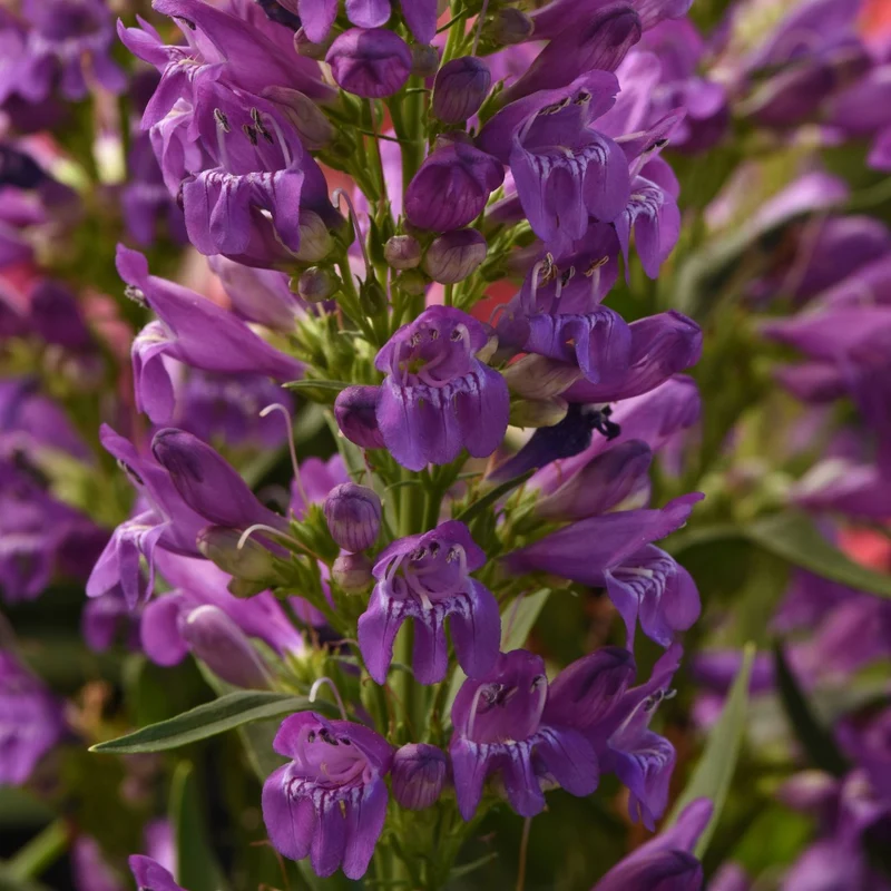Penstemon Summit Sweets™ Purple – Pénstémon Summit Sweets™ Purple