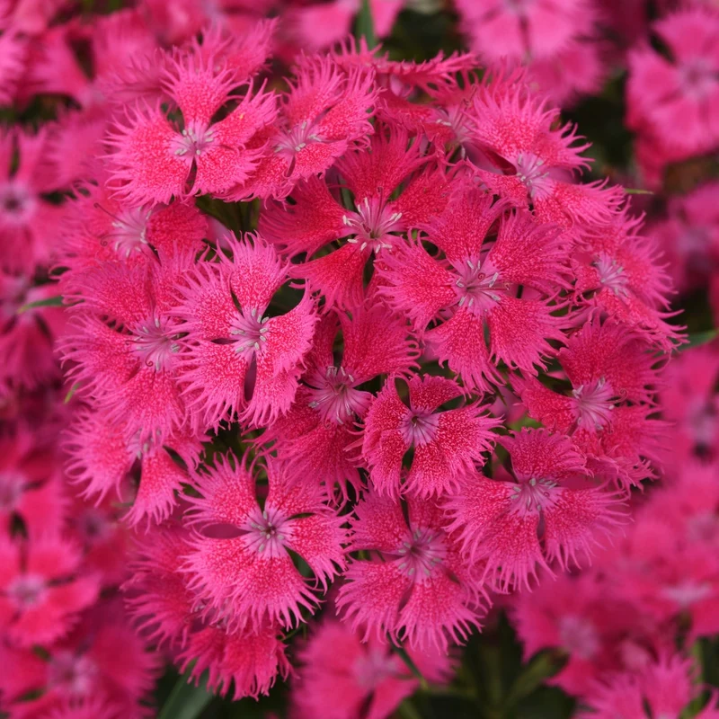 Dianthus x barbatus Rockin'™ Rose– Œillet de poète Rockin'™ Rose
