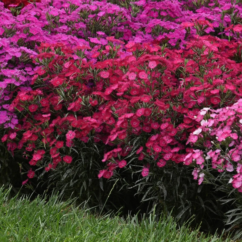 Dianthus x barbatus Rockin'™ Rose– Œillet de poète Rockin'™ Rose