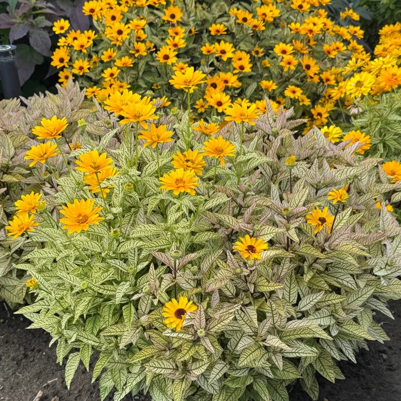 Heliopsis 'Touch of Blush' – Héliopside 'Touch of Blush'