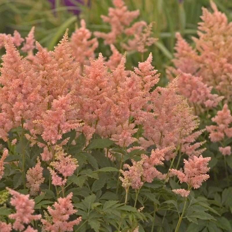 Astilbe japonica 'Peach Blossom' – Astilbe du Japon 'Peach Blossom'