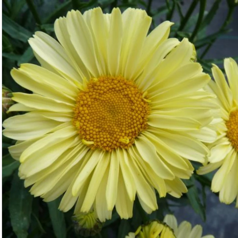Leucanthemum REALFLOR® 'Real Sunbeam' – Marguerite d'automne 'Real Sunbeam'