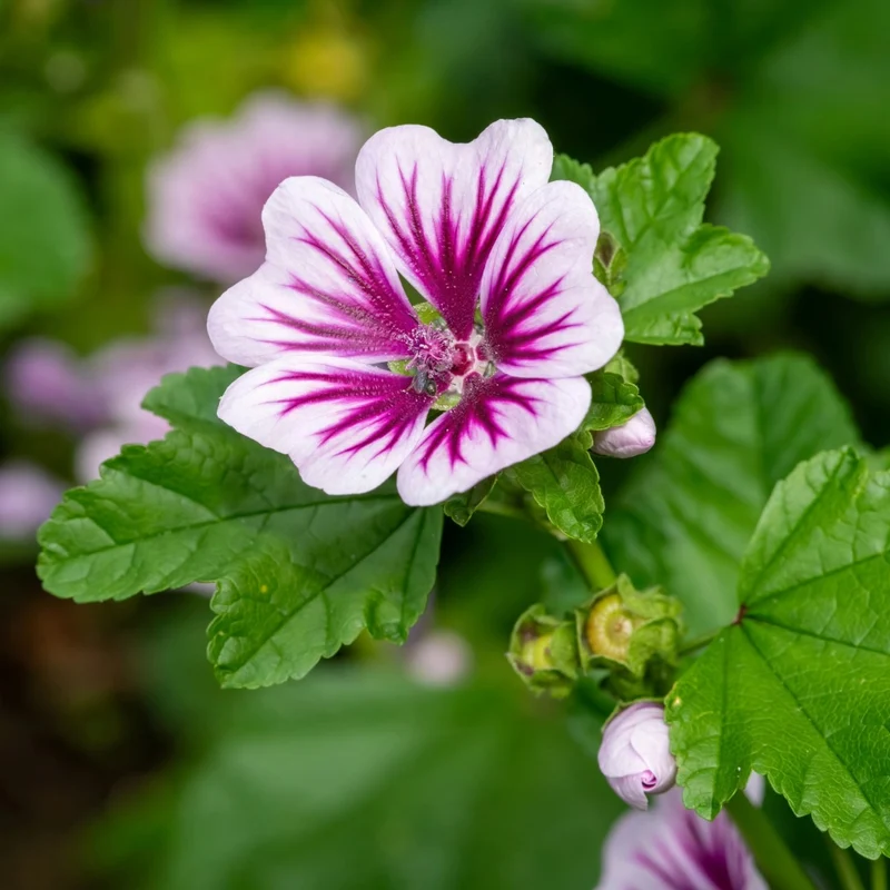 Malva sylvestris 'Zebrina' – Mauve sylvestre 'Zebrina'