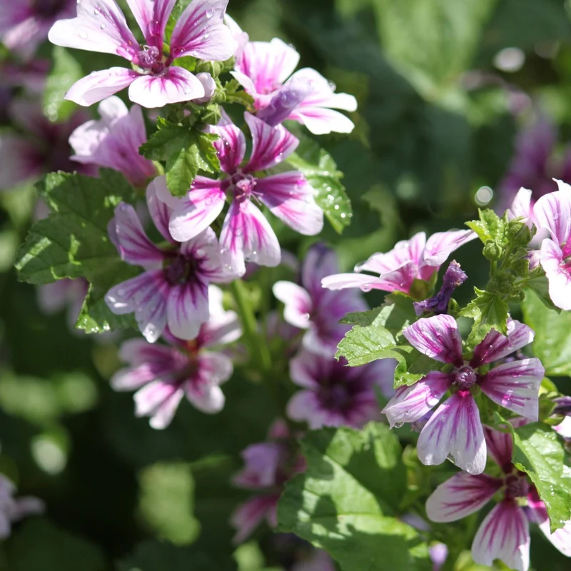 Malva sylvestris 'Zebrina' – Mauve sylvestre 'Zebrina'