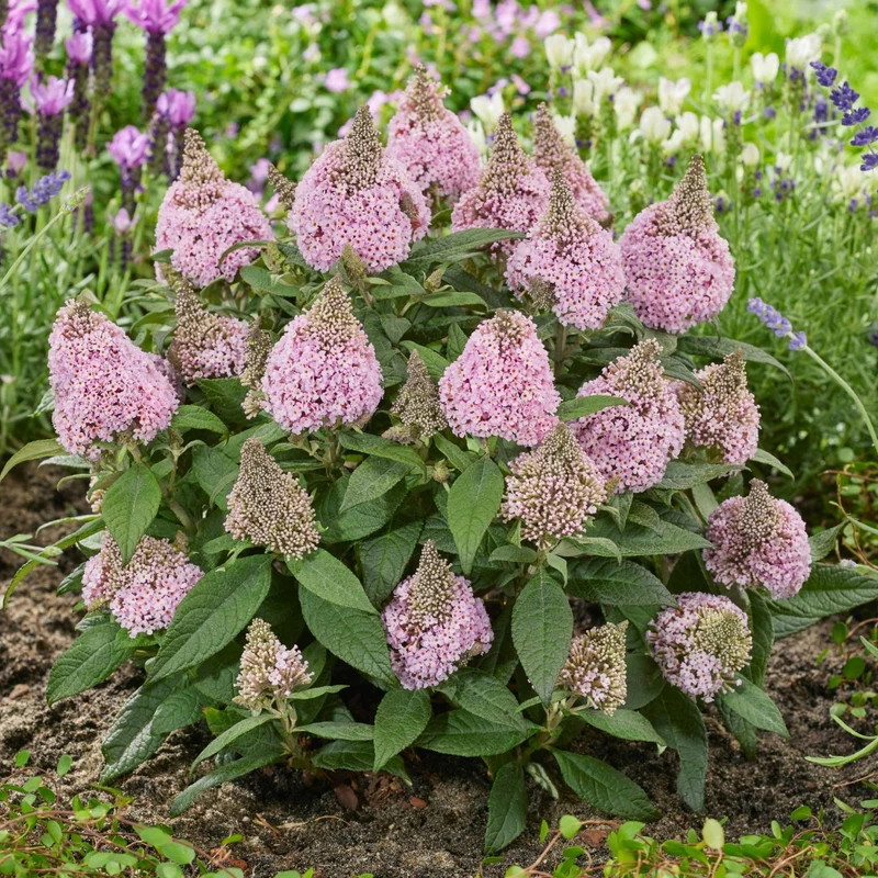 Buddleia davidii 'Little Rockstars Pink' – Arbre aux papillons 'Little Rockstars Pink'