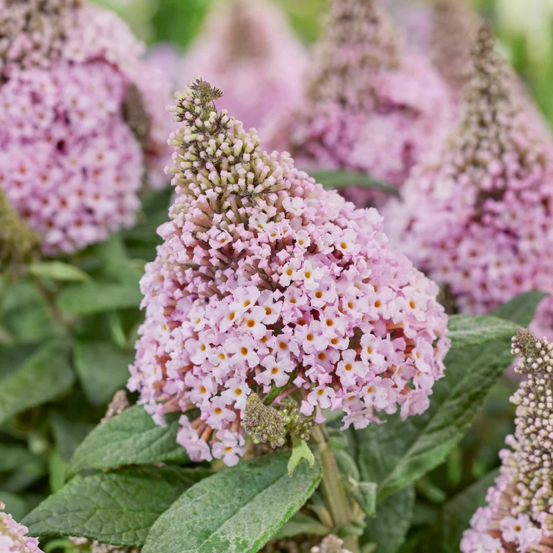 Buddleia davidii 'Little Rockstars Pink' – Arbre aux papillons 'Little Rockstars Pink'