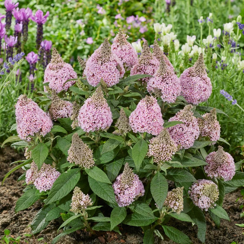 Buddleia davidii 'Little Rockstars Pink' – Arbre aux papillons 'Little Rockstars Pink'