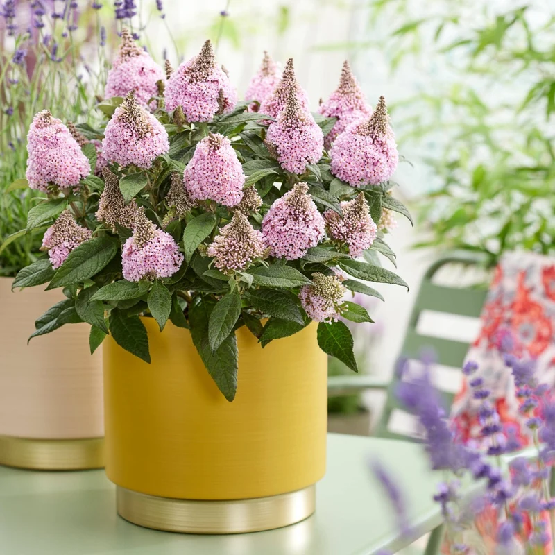 Buddleia davidii 'Little Rockstars Pink' – Arbre aux papillons 'Little Rockstars Pink'