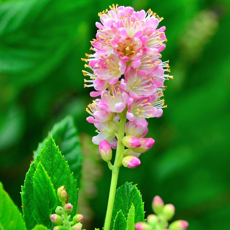 Clethra alnifolia 'Ruby Spice' – Clèthre à feuilles d'aulne 'Ruby Spice'