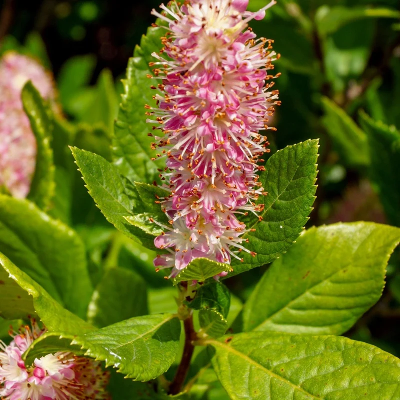 Clethra alnifolia 'Ruby Spice' – Clèthre à feuilles d'aulne 'Ruby Spice'