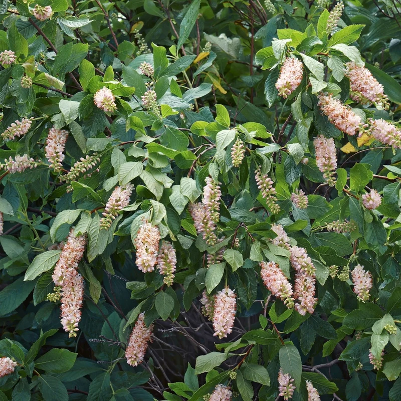 Clethra alnifolia 'Ruby Spice' – Clèthre à feuilles d'aulne 'Ruby Spice'