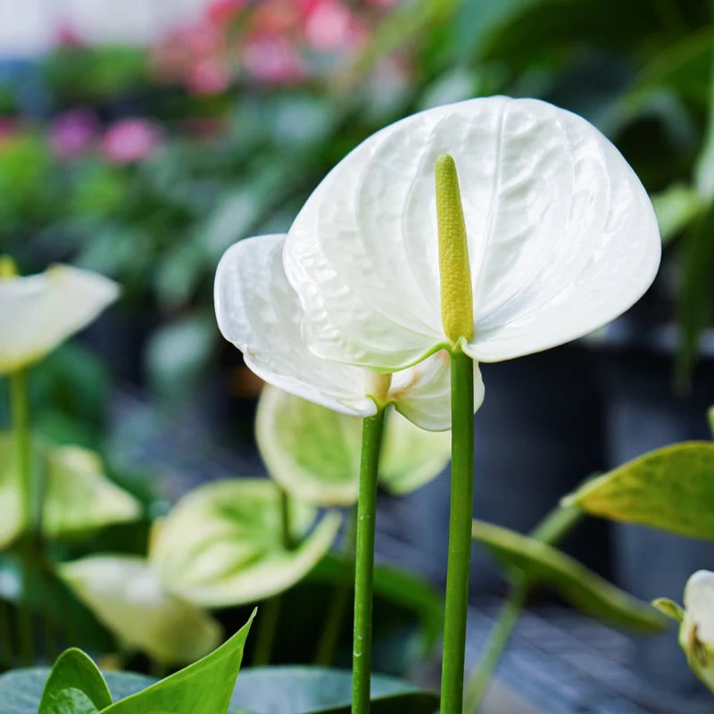 Anthurium andreanum 'White' - Langue de feu Blanche