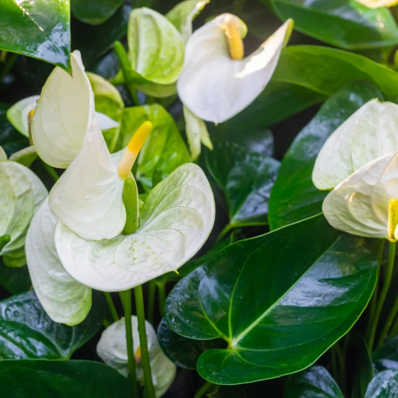 Anthurium andreanum 'White' - Langue de feu Blanche