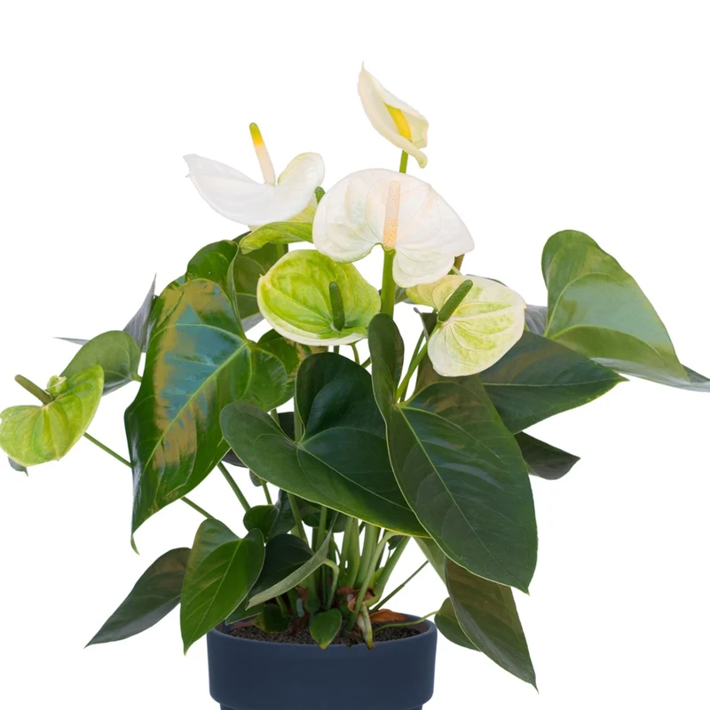 Anthurium andreanum 'White' - Langue de feu Blanche