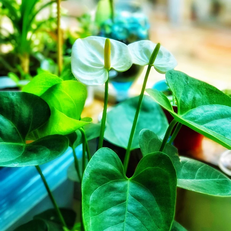 Anthurium andreanum 'White' - Langue de feu Blanche