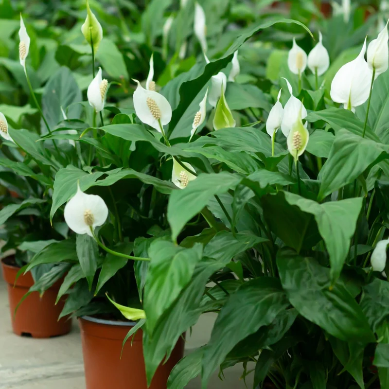 Anthurium andreanum 'White' - Langue de feu Blanche