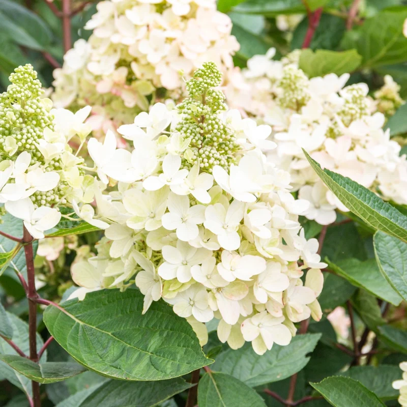 Hydrangea paniculata Flare™– Hydrangée paniculée 'Flare'