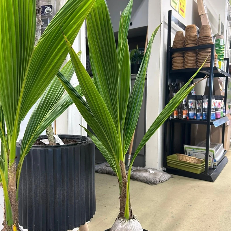 Cocos nucifera L. – Palmier Cocotier