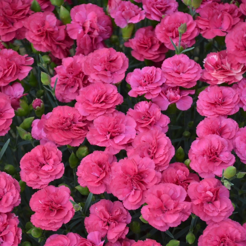 Dianthus PRETTY POPPERS® 'Double Bubble' - Oeillet