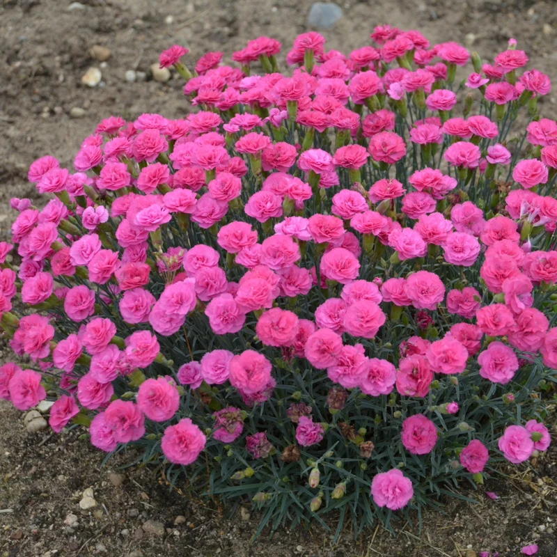 Dianthus PRETTY POPPERS® 'Double Bubble' - Oeillet