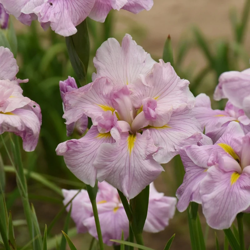 Iris ensata 'Pinkerton' - Iris japonais