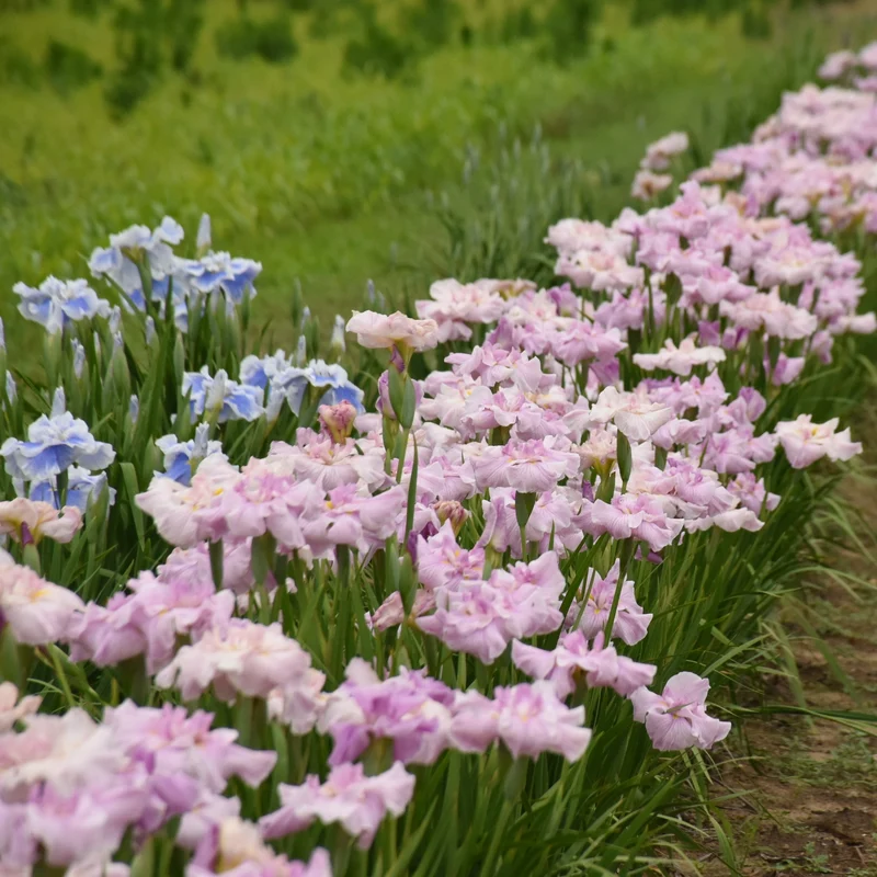 Iris ensata 'Pinkerton' - Iris japonais
